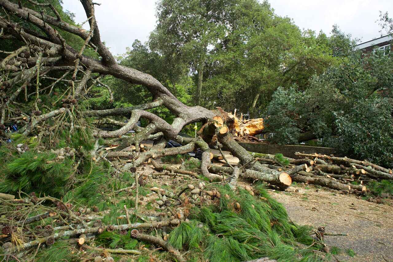 Tree Branch Trimming in Calvert, TX